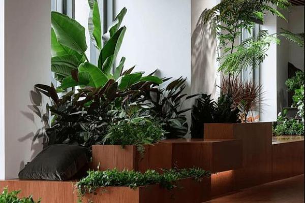 改善卧室风水的植物搭配建议