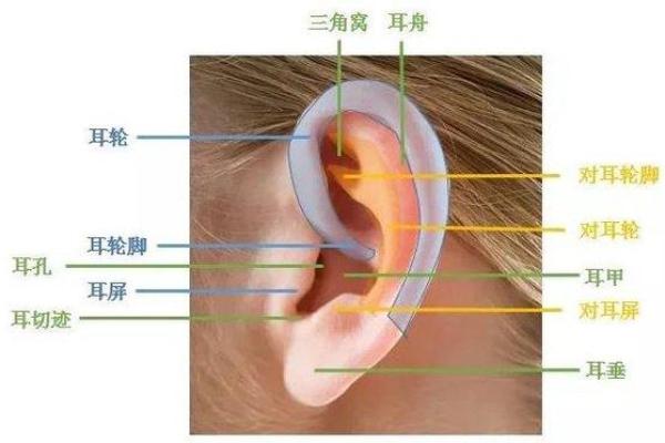 耳朵面相学：从耳朵形态看健康与运势