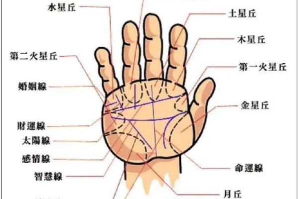 手相图中的生命线与感情线分析