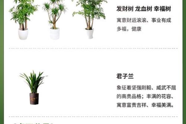 办公室风水花卉挑选技巧，打造好运职场环境