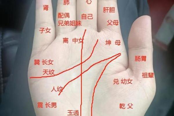 揭秘女孩手相中的爱情与事业走势