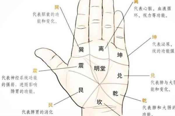 旺夫手相的八大特征与解析