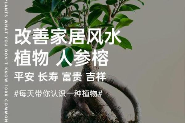 风水中的爱情能量：如何调和并提升