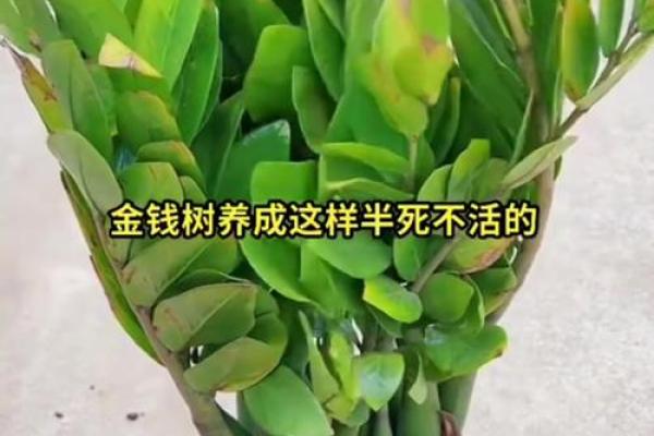 提升财运的家居风水秘籍 金钱树的养护与摆放技巧