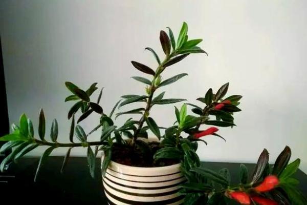风水大师教你正确布置家居，让好运常伴左右
