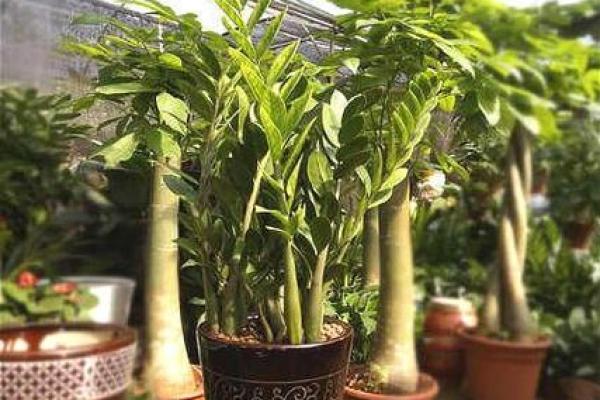 如何通过卧室植物提升风水运势 如何通过卧室植物提升风水运势