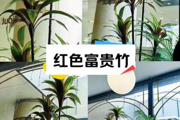 改善卧室气场的最佳植物推荐 改善卧室气场的最佳植物推荐