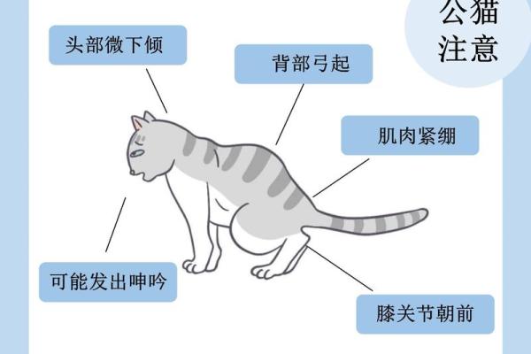 家有猫屎，财运亨通？揭秘猫咪排泄物背后的风水秘密