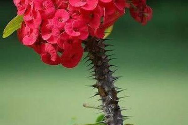 风水卧室禁忌:揭秘为何不能放花? 风水卧室禁忌:揭秘为何不能放花?