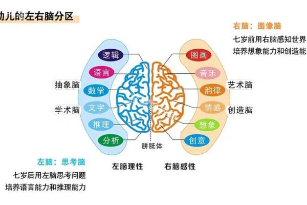 面相奥秘：右脑视角下的五官解读