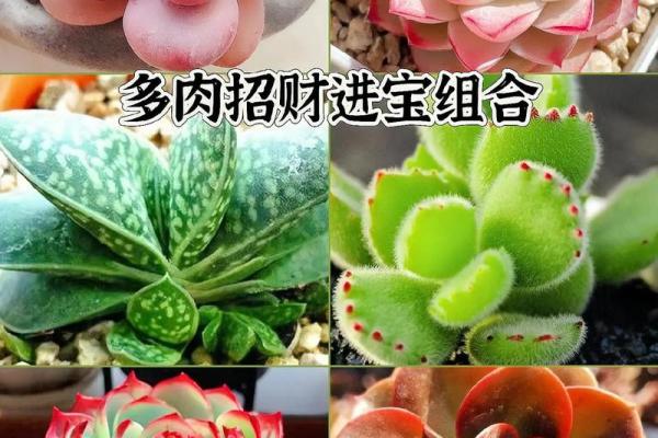 风水大师亲授：多肉植物如何助你招财进宝？