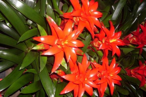 魔蝎女今日运势揭秘:红运当头,惊喜连连 魔蝎女今日运势揭秘:红运当头,惊喜连连