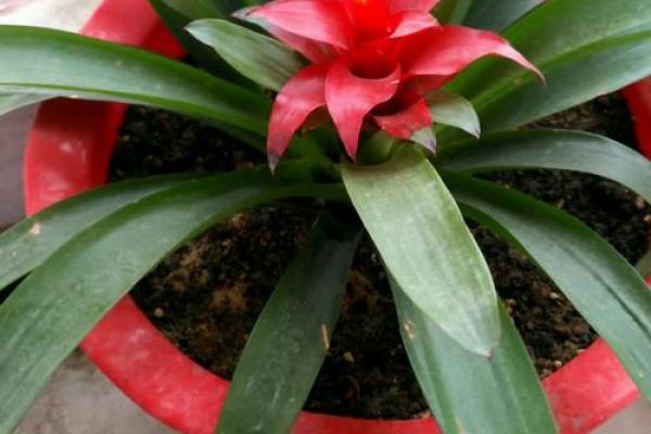 魔蝎女今日运势揭秘:红运当头,惊喜连连 魔蝎女今日运势揭秘:红运当头,惊喜连连