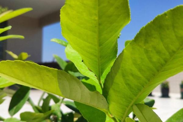 办公室风水新宠：柠檬树，净化空气的绿色魔法！