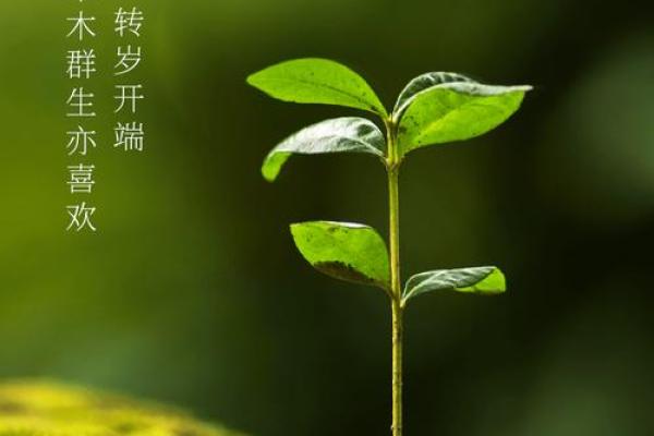 叶乐：寓意生机勃勃，乐享人生之运