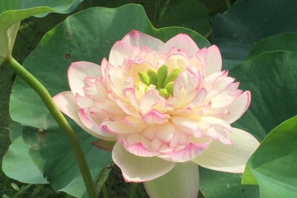 温婷：婉约如诗，婷婷玉立，名字运势双丰收