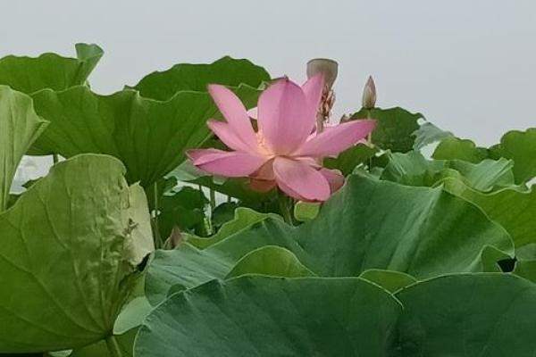 温婷：婉约如诗，婷婷玉立，名字运势双丰收