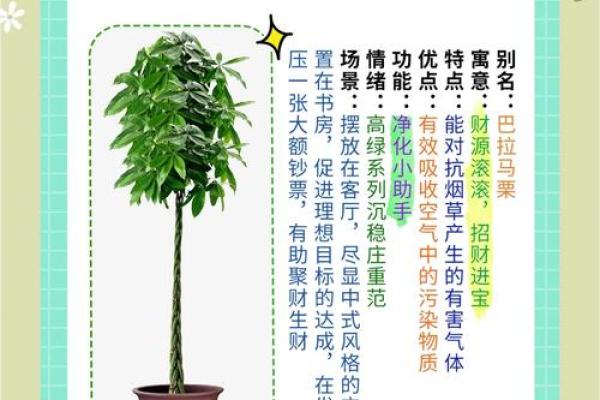 爱情风水小秘诀：养这些植物让爱情甜蜜