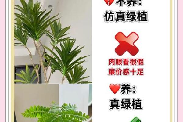 爱情风水小秘诀：养这些植物让爱情甜蜜