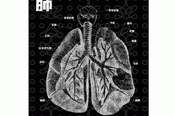内脏功能与五行理论的完美契合