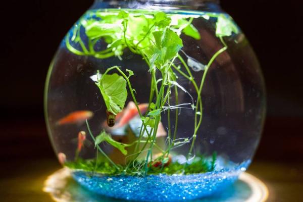 家庭鱼缸风水宝典：打造家居风水财运旺的秘法