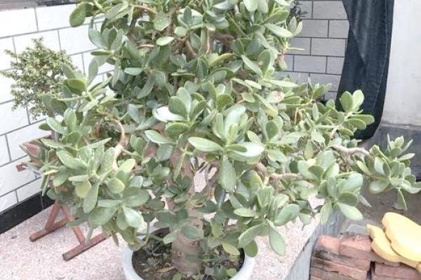 家居风水禁忌：这些树木不宜种在阳宅周围