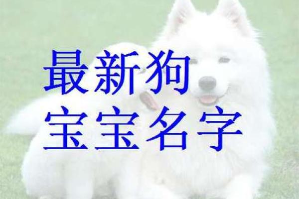 狗年宝宝取名禁忌