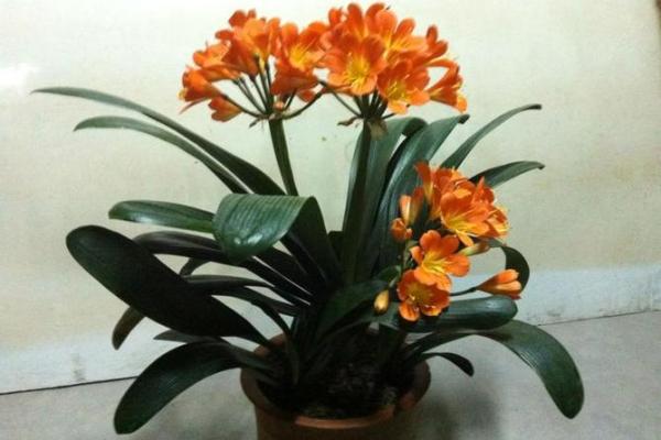 卧室床头风水必看养什么植物旺运势？