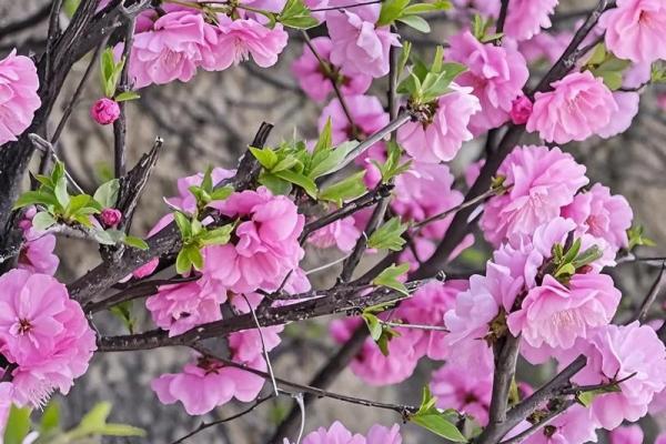 桃之夭夭，灼灼其华：仲春赏花节习俗探秘