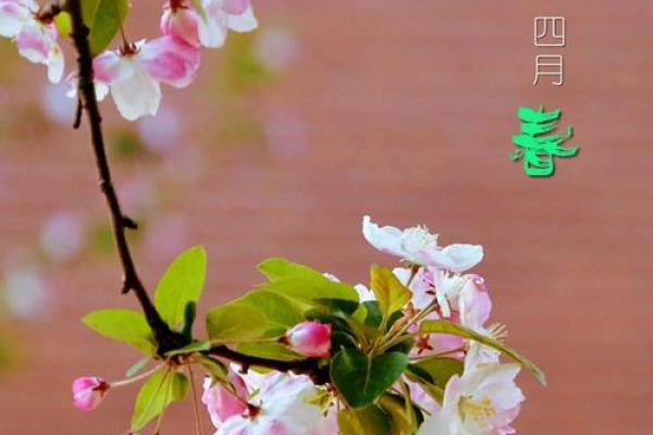 繁花似锦,姓名绽政 繁花似锦,姓名绽政