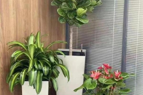 办公室风水禁忌：这些花卉不宜摆放，小心影响运势！
