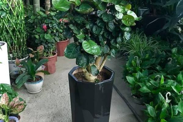 花香四溢的办公室，揭秘风水摆花的风水奥秘