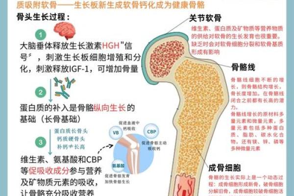 从地支角度看身高的秘密