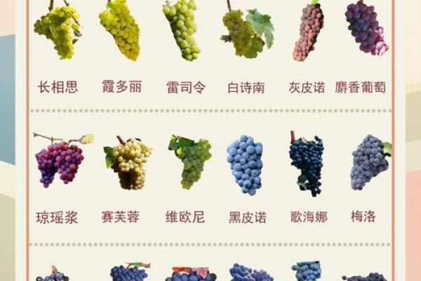 如何理解葡萄的五行归属 如何理解葡萄的五行归属