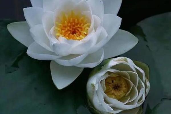 宋洁:清雅如水,洁白无瑕,寓意美好人生 宋洁:清雅如水,洁白无瑕,寓意美好人生