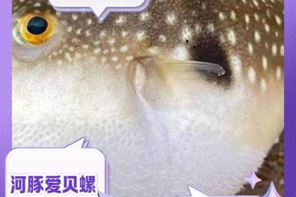 卧室养河豚,风水禁忌还是时尚潮流? 卧室养河豚,风水禁忌还是时尚潮流?