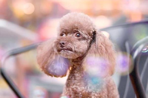 泰迪名字大揭秘:英文名字的魅力与寓意 泰迪名字大揭秘:英文名字的魅力与寓意