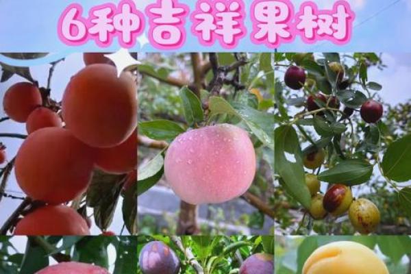 果树大棚风水布局,丰收秘诀大公开 果树大棚风水布局,丰收秘诀大公开