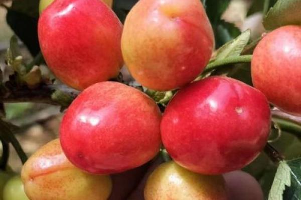 果树大棚风水布局,丰收秘诀大公开 果树大棚风水布局,丰收秘诀大公开