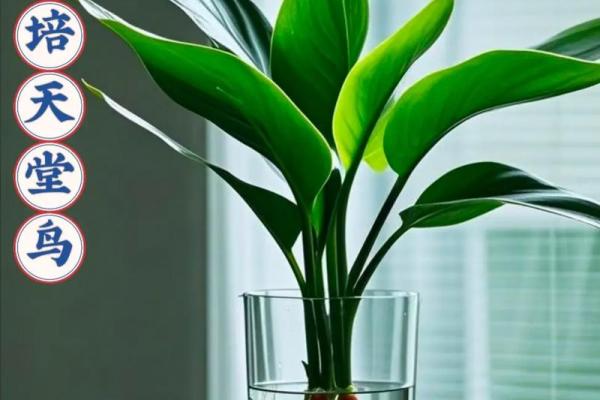 水培植物家居风水,打造清新好心情的秘密武器! 水培植物家居风水,打造清新好心情的秘密武器!
