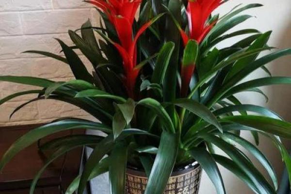 门前风水花摆设：旺运招财的秘密花园