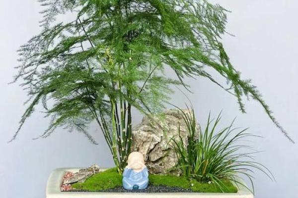 文竹风水宝地,办公室旺运必备 文竹风水宝地,办公室旺运必备