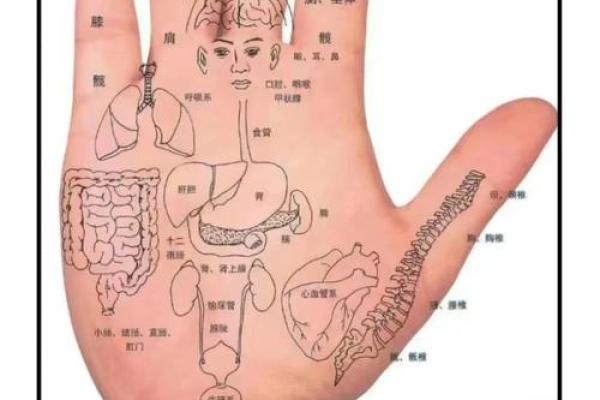 小手藏玄机:揭秘男孩手相的秘密 小手藏玄机:揭秘男孩手相的秘密