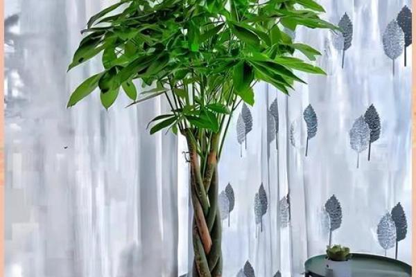 2024年家居风水布局指南：和谐平衡，招财进宝之道