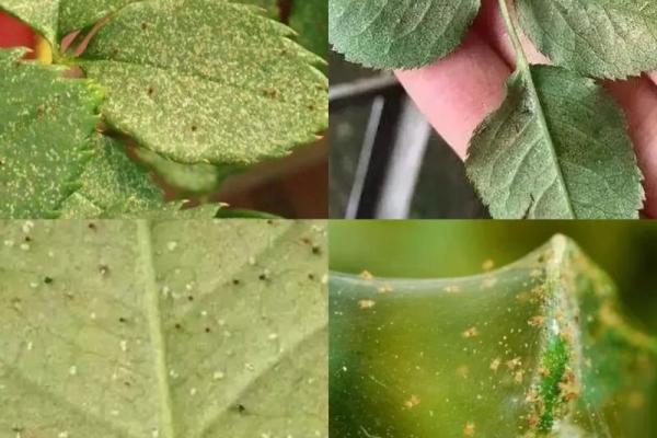 家居风水小窍门:蜘蛛的神奇作用你了解吗? 家居风水小窍门:蜘蛛的神奇作用你了解吗?