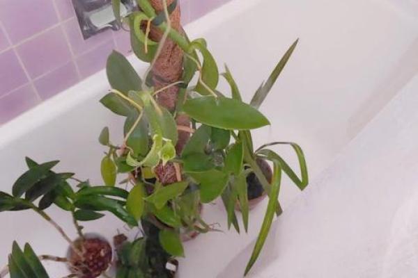 家居风水小窍门:蜘蛛的神奇作用你了解吗? 家居风水小窍门:蜘蛛的神奇作用你了解吗?