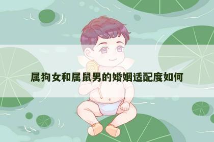 属狗女和属鼠男的婚姻适配度如何